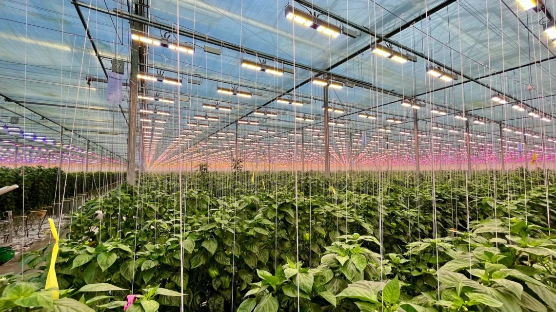 LED Crop Lighting