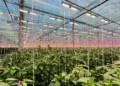 LED Crop Lighting