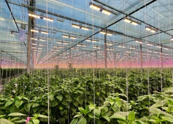 LED Crop Lighting